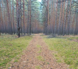 Прирезка лесных участков Кадастровые работы в Коркино